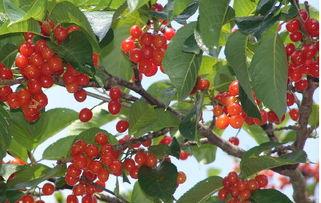 樱桃树的资料,果实丰硕的园艺瑰宝