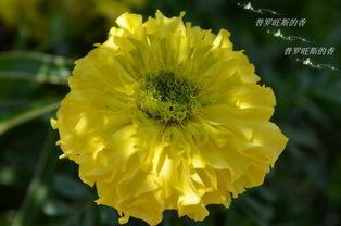 香的照片,探寻照片中的独特香气故事