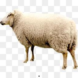 羊羊的照片,可爱照片背后的温馨故事